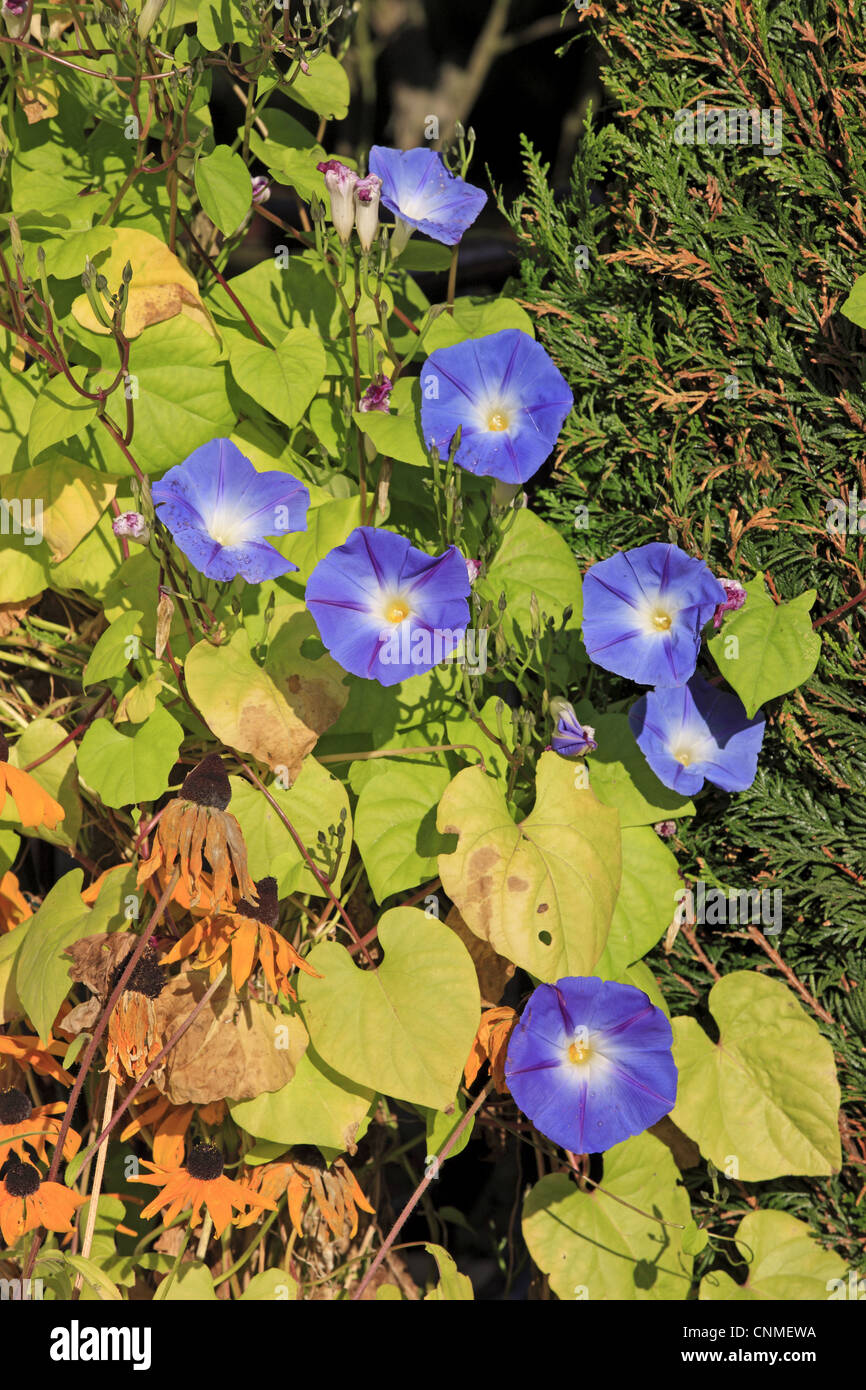 Comune di gloria di mattina (Ipomoea purpurea) fioritura, in giardino, Ellerstadt, Renania-Palatinato, Germania, ottobre Foto Stock
