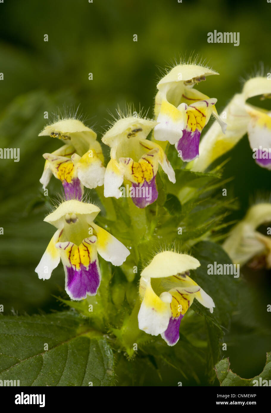 A FIORE GRANDE la canapa di ortica (Galeopsis speciosa) close-up di fiori, i seminativi erbaccia, Romania, settembre Foto Stock