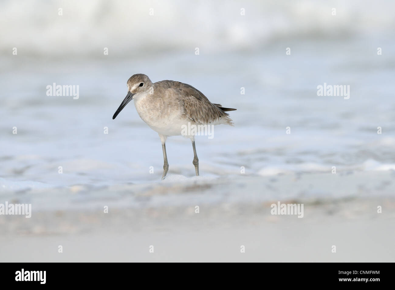 Willets, Tringa semipalmata, sulla spiaggia e nel surf della costa occidentale del Golfo del Messico, a Fort De Soto, Florida, Stati Uniti d'America Foto Stock