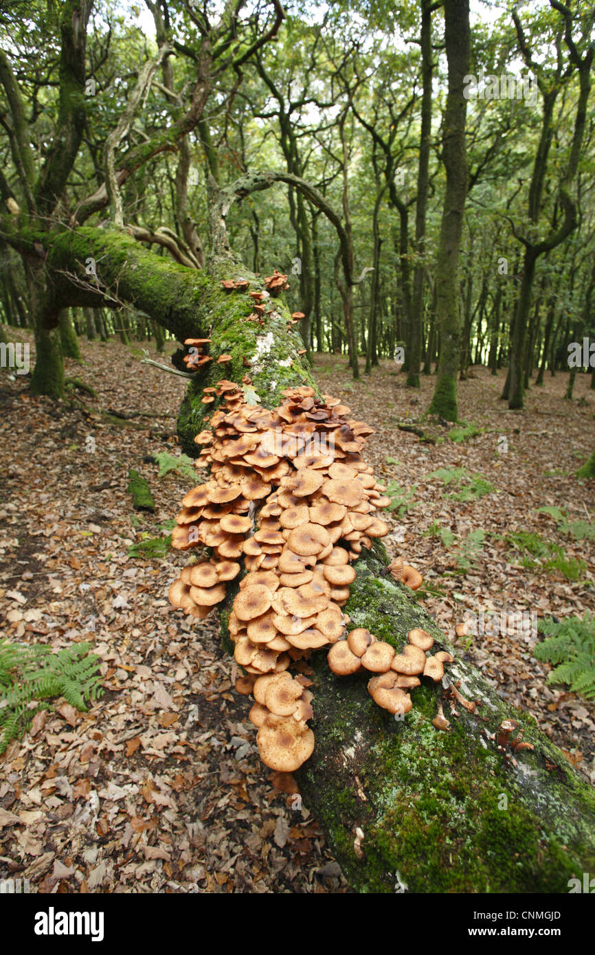 Il miele fungo Armillaria mellea corpi fruttiferi gruppo cresce su caduto Oak Quercus sp. albero nel bosco Powys Galles ottobre Foto Stock