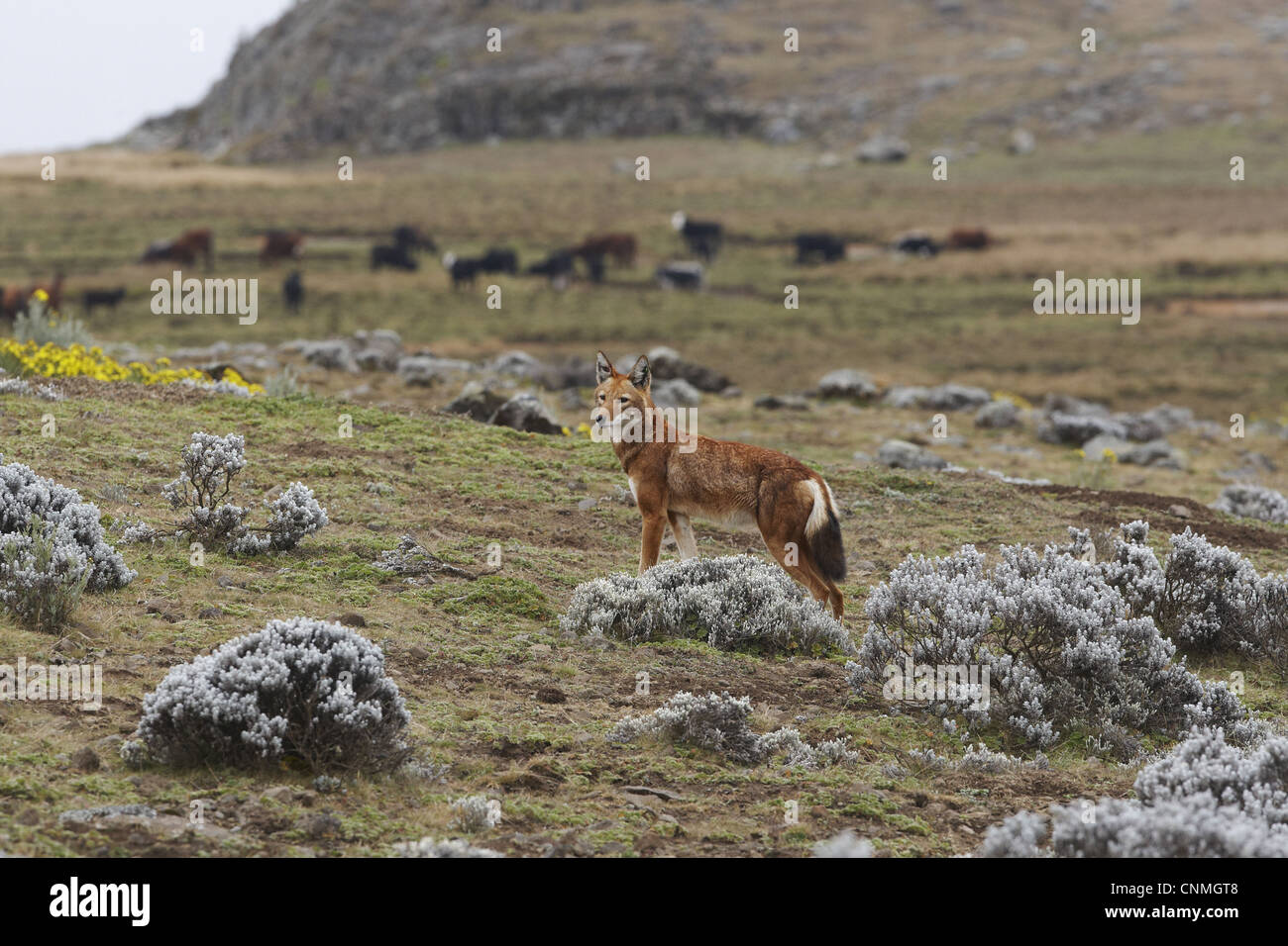 Lupo etiope Canis simensis permanente per adulti afro-alpina habitat brughiera bovini domestici allevamento balla sullo sfondo le montagne di Oromia Foto Stock