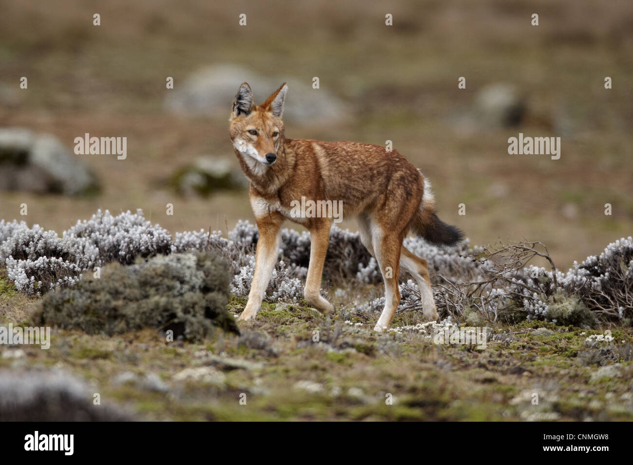 Etiope Lupo (Canis simensis) femmina adulta, in esecuzione su afro-lande alpine, montagne di balle, Oromia, Etiopia Foto Stock