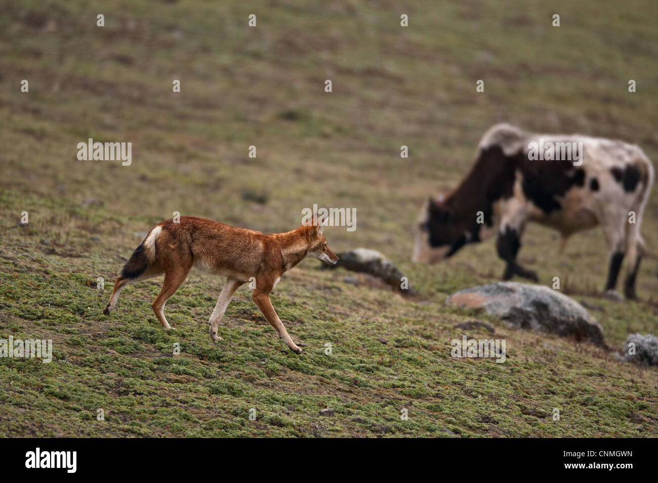 Lupo etiope Canis simensis adulto a piedi afro-lande alpine bovini domestici pascolano balla sullo sfondo le montagne di Oromia Foto Stock