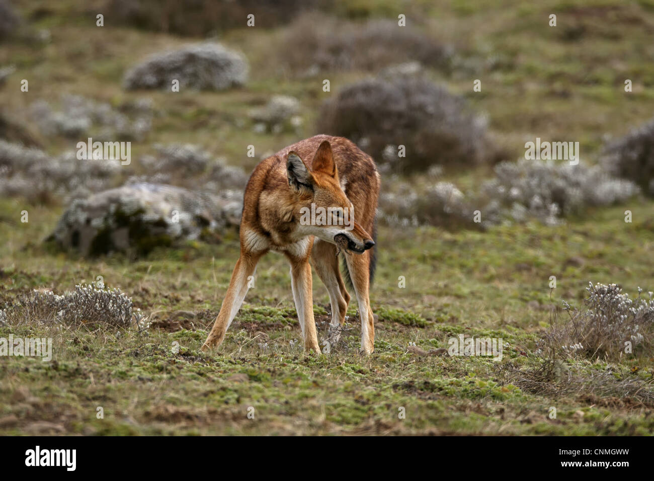 Etiope Lupo (Canis simensis) adulto, alimentando il roditore, su afro-lande alpine, montagne di balle, Oromia, Etiopia Foto Stock