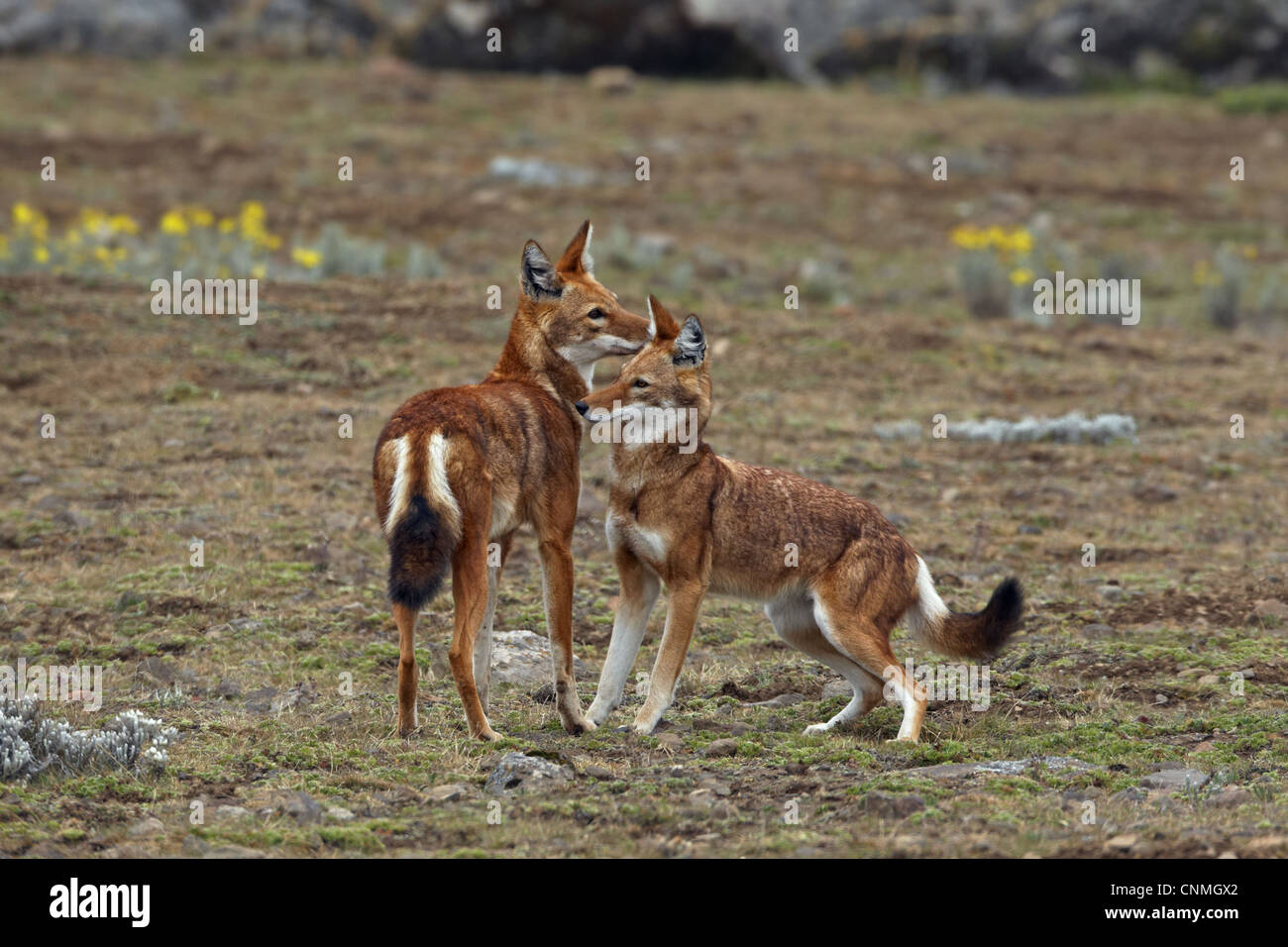 Etiope Lupo (Canis simensis) Coppia adulta, saluto ogni altra balla, montagne, Oromia, Etiopia Foto Stock