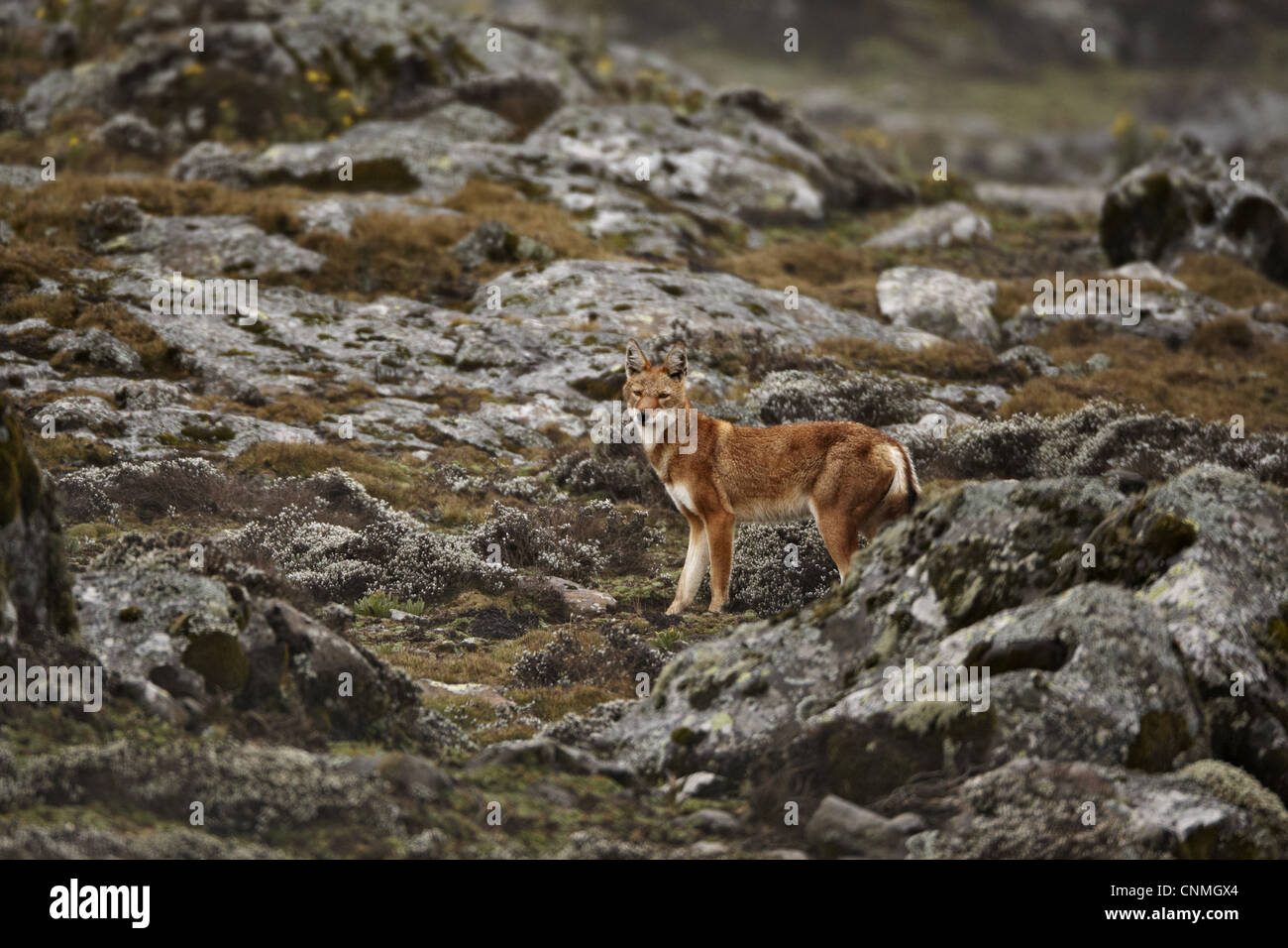 Etiope Lupo (Canis simensis) adulto, in piedi tra le rocce in afro-alpina habitat brughiera, montagne di balle, Oromia, Etiopia Foto Stock