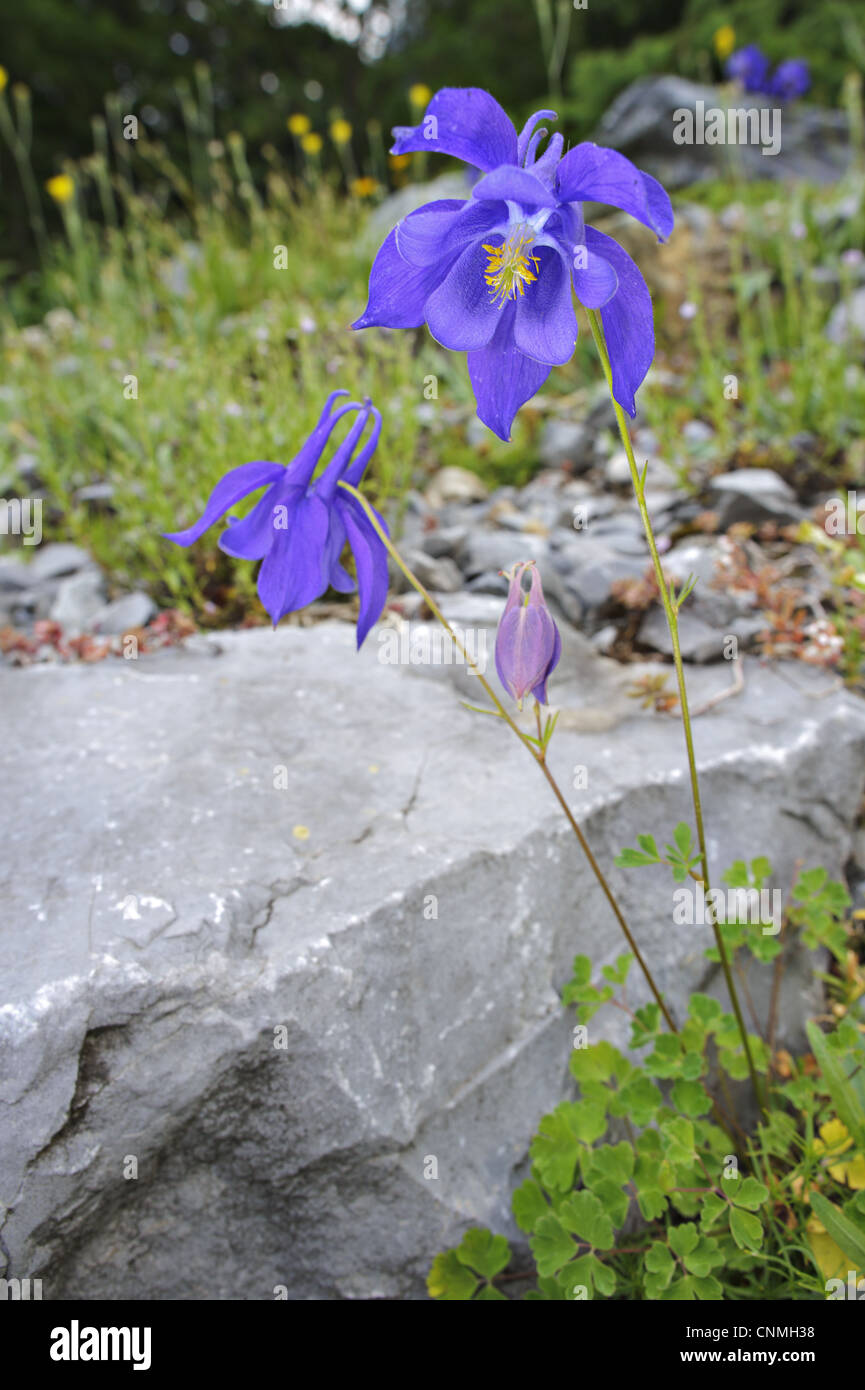 Bertoloni's Aquilegia alpina (Aquilegia bertolonii) fioritura, Italia Foto Stock