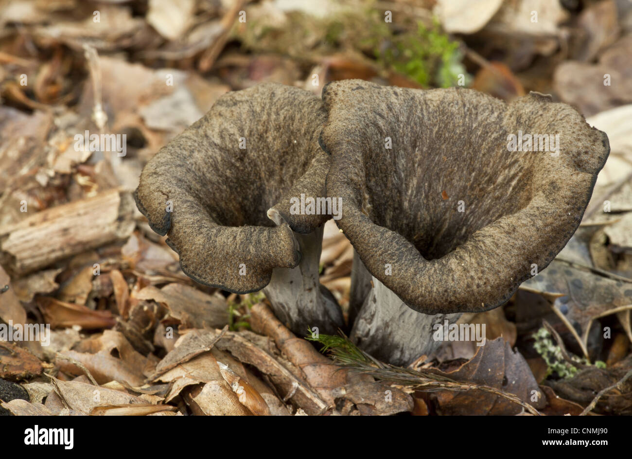 Avvisatore acustico abbondanza Craterellus cornucopioides corpi fruttiferi crescente tra foglie di bosco di lettiera nuova foresta Hampshire Inghilterra Foto Stock