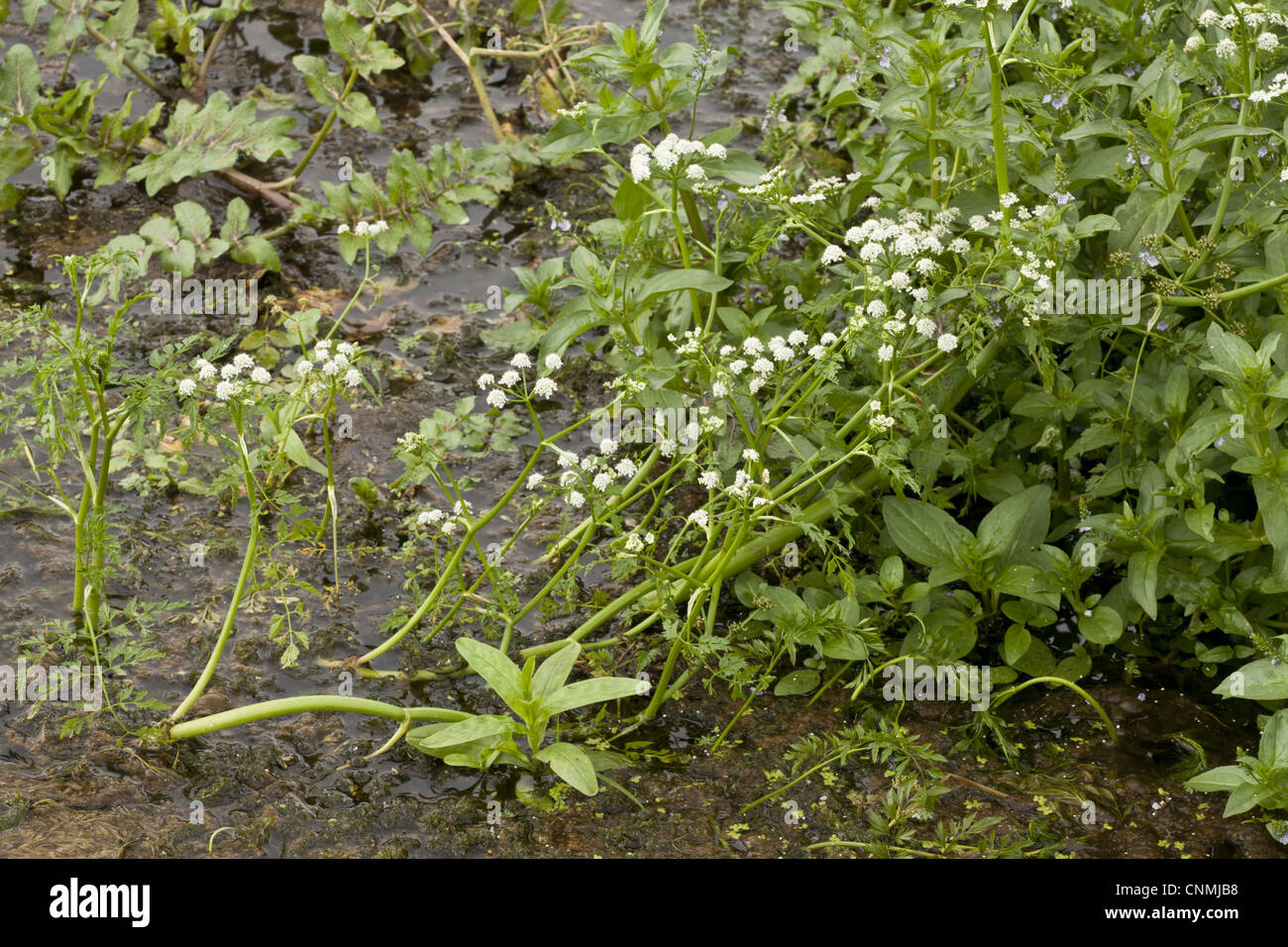 Acqua di fiume Dropwort (Oenanthe fluviatilis) fioritura, fiume Frome, Wareham Dorset, Inghilterra, settembre Foto Stock