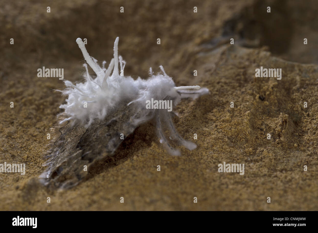 Fungo Clavicipitaceae sp. corpi fruttiferi morto emergente parasitized troglophile moth Grotta delle Vene Vene Grotta Ormea Cuneo Foto Stock