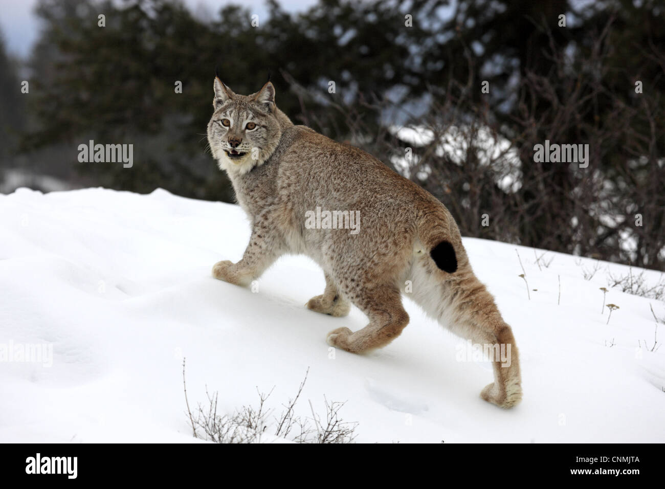 Eurasian (Lynx Lynx lynx) adulto, in piedi sulla neve, in inverno (prigioniero) Foto Stock