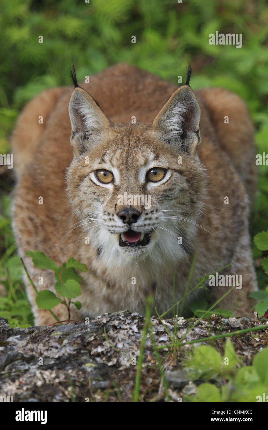 Eurasian (Lynx Lynx lynx) femmina adulta, accovacciata, giugno (prigioniero) Foto Stock