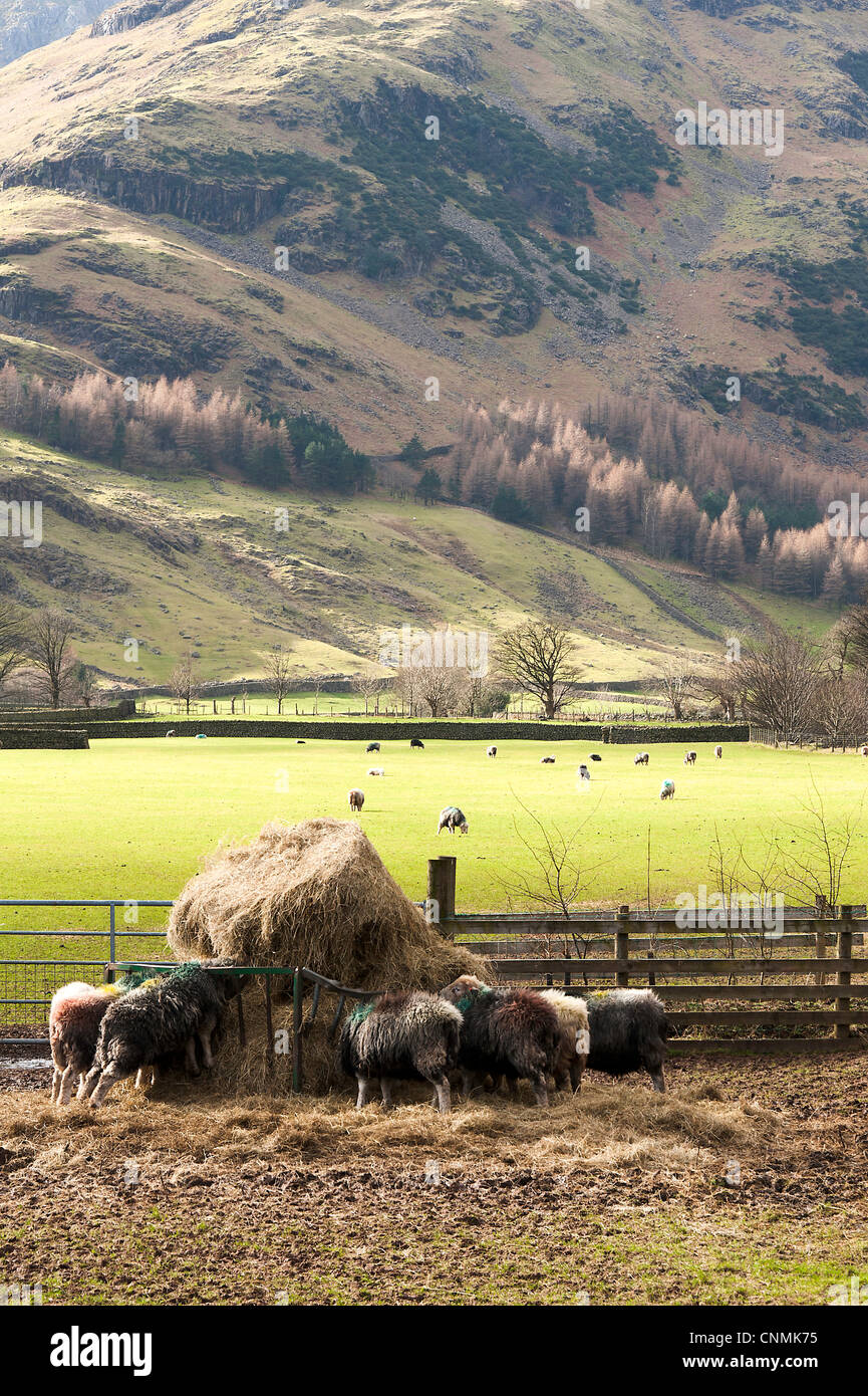 Pecore Herdwick alimentando il fieno sull'Hill Farm in The Langdale Valley a Dungeon Ghyll Lake District Cumbria Inghilterra England Regno Unito Foto Stock