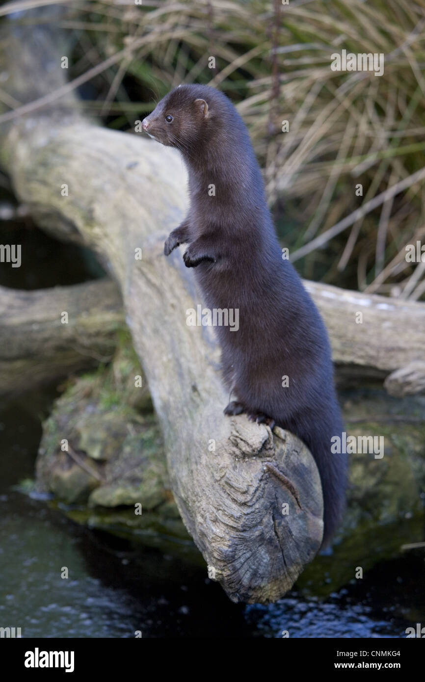 American visoni (Mustela vison) specie introdotte, adulto, in piedi sulle zampe posteriori, sul log su acqua, Inghilterra, febbraio (prigioniero) Foto Stock