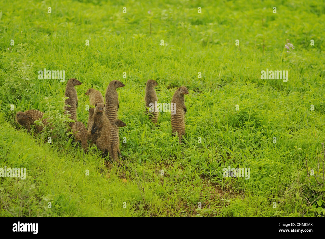 La Mangusta nastrati (Mungos mungo) gruppo familiare, sul belvedere, in piedi sulle zampe posteriori, Ruaha N.P., Tanzania Foto Stock