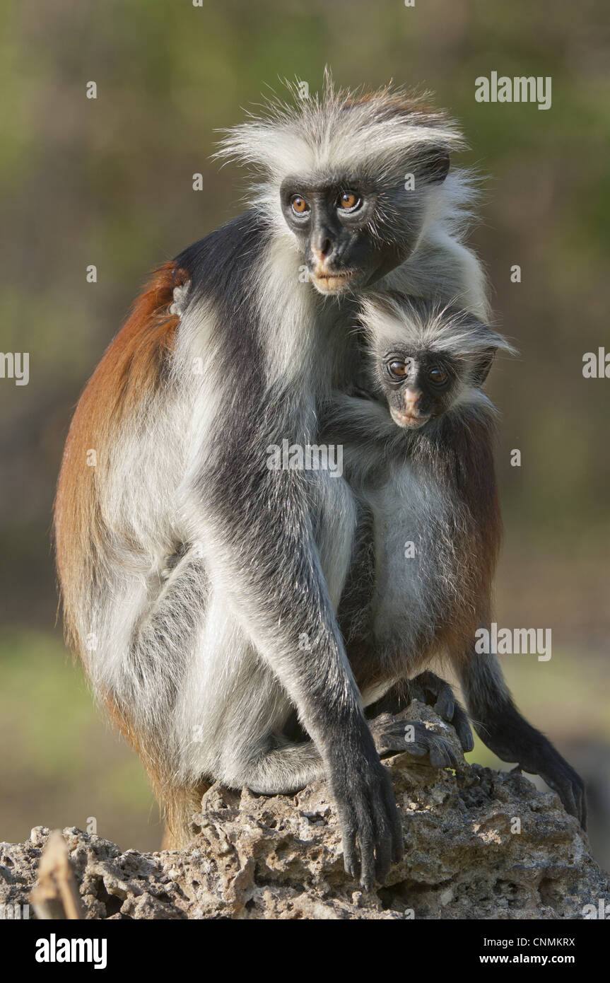 Zanzibar Red Colobus (Procolobus kirkii) femmina adulta con giovani, Zanzibar, Tanzania Foto Stock