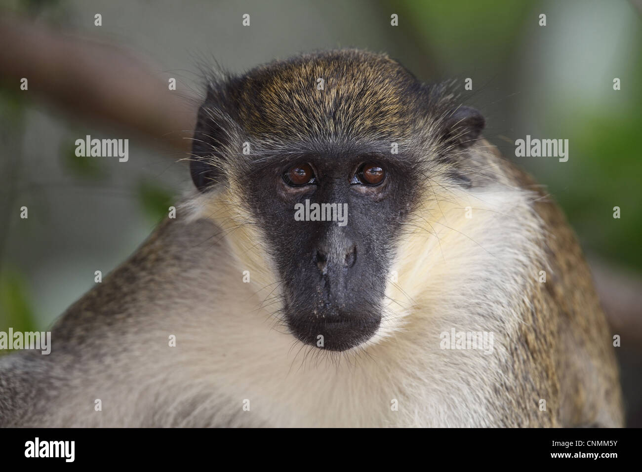 Callithrix Monkey (Cercopithecus sabaeus) adulto, close-up di testa, Gambia, gennaio Foto Stock