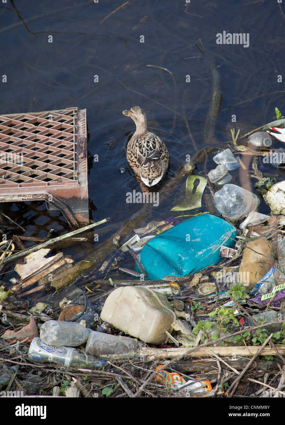 Mallard nuoto attraverso l'inquinamento del fiume sul fiume Trent Nottingham. La bottiglia di plastica inquinamento in un fiume. Foto Stock
