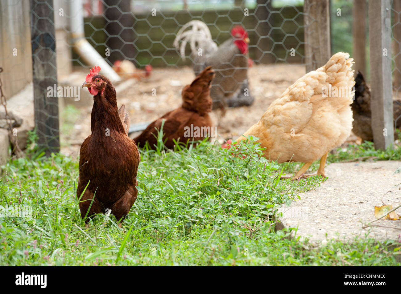 Polli il roaming intorno in erba al di fuori del pollaio in un agriturismo Foto Stock
