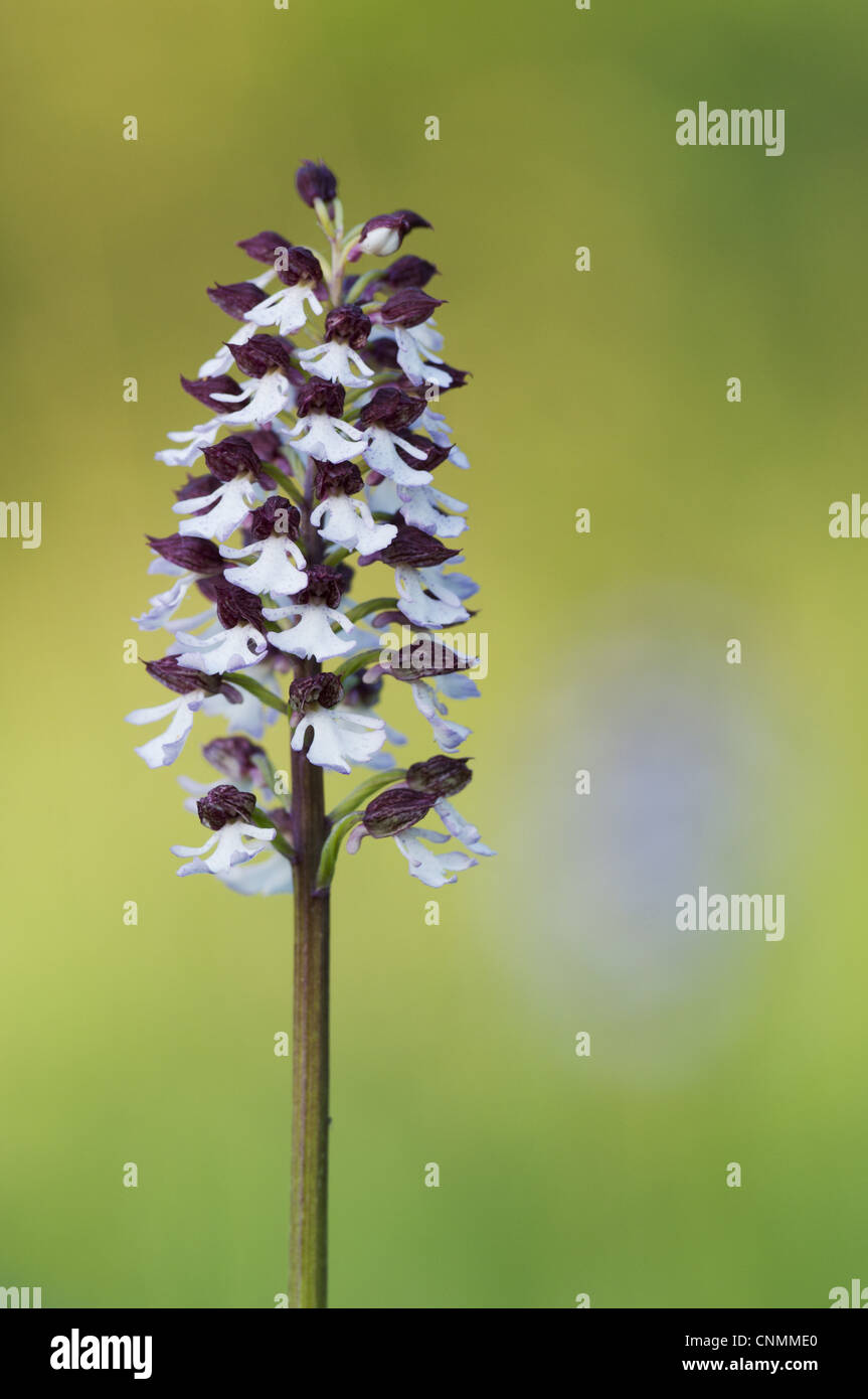 Signora Orchidea (Orchis purpurea) close-up di flowerspike, Kent, Inghilterra, può Foto Stock