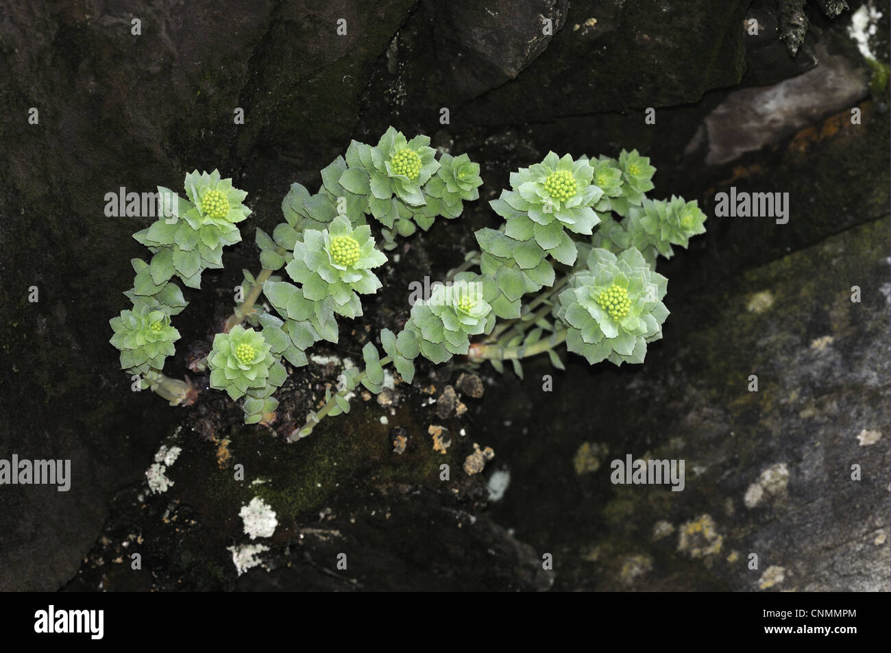 Roseroot (Rhodiola rosea) fioritura, crescente sulla scogliera rocciosa, Varanger, la Norvegia può Foto Stock