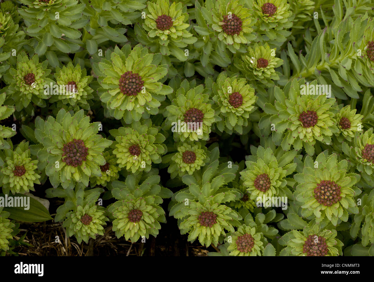 Roseroot (Rhodiola rosea) si raggruppano in bud, sulle Alpi Giulie, Slovenia, giugno Foto Stock