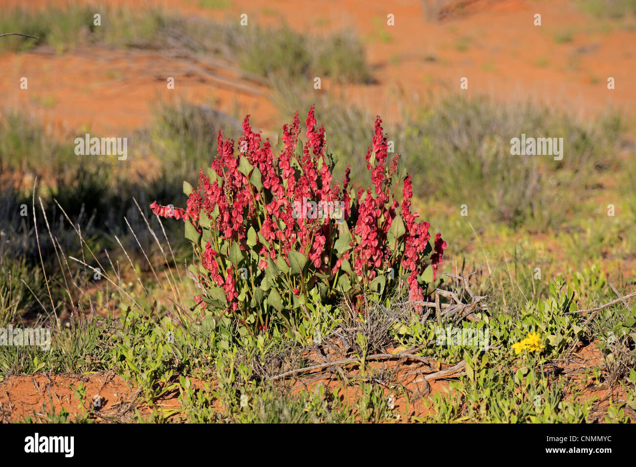 Bladderdock (Rumex vesicarius) specie introdotte, fioritura, Sturt N.P., Nuovo Galles del Sud, Australia Foto Stock