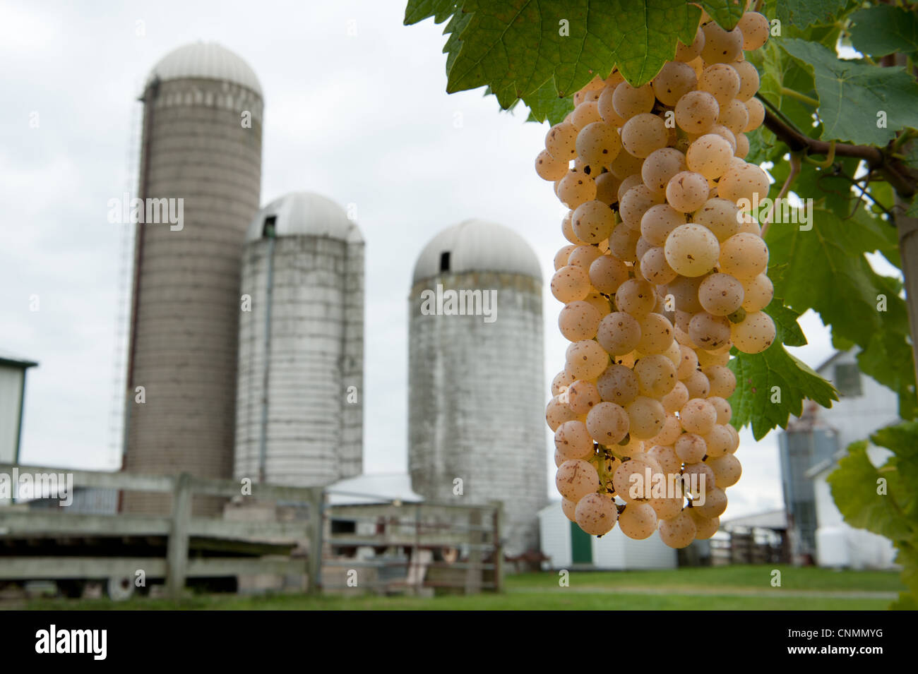 Uva bianca pendente da un vitigno di silos di una fattoria in background dietro il grappolo di uva Foto Stock