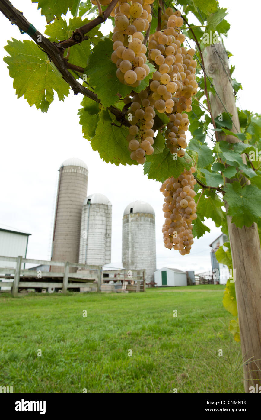 Uva bianca pendente da un vitigno di silos di una fattoria in background dietro il grappolo di uva Foto Stock