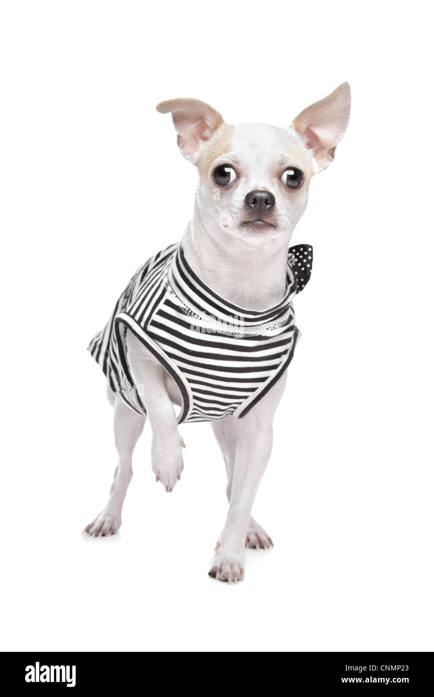 Vestito chihuahua davanti a uno sfondo bianco Foto Stock