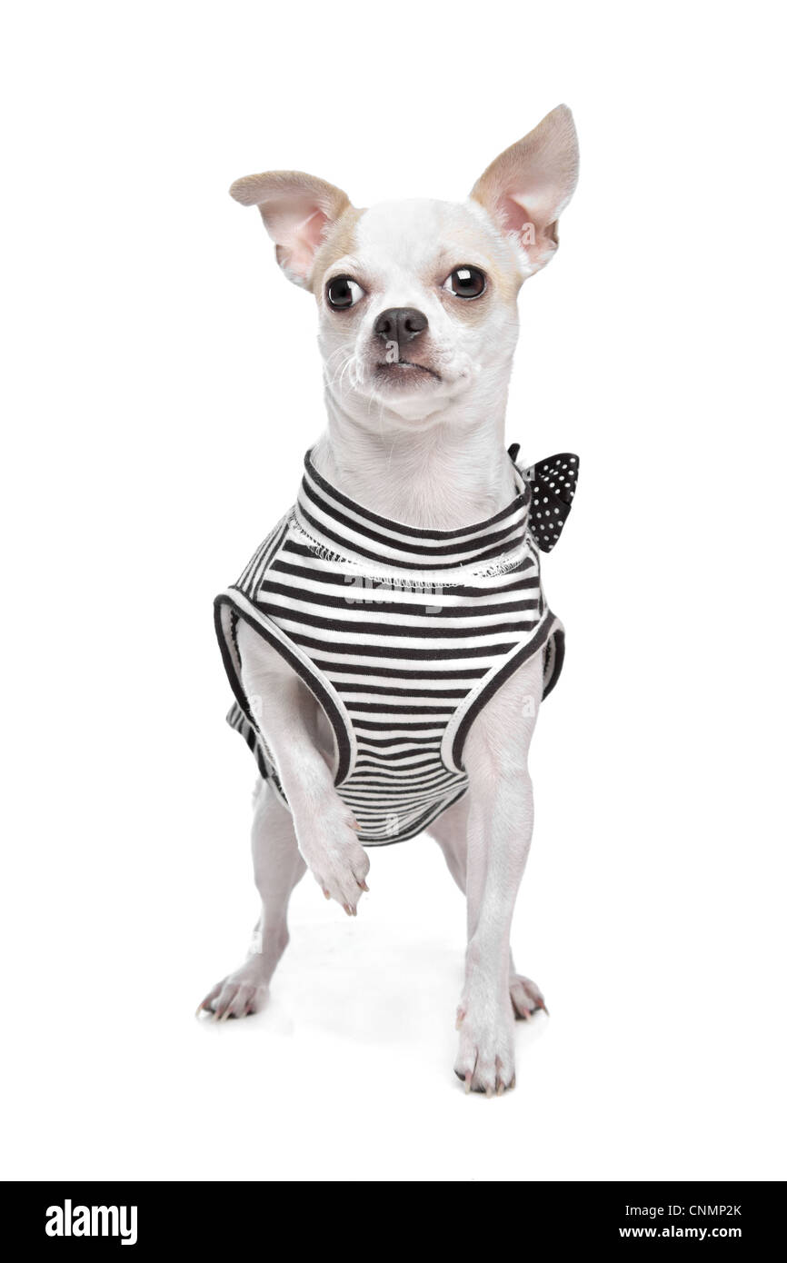 Vestito chihuahua davanti a uno sfondo bianco Foto Stock