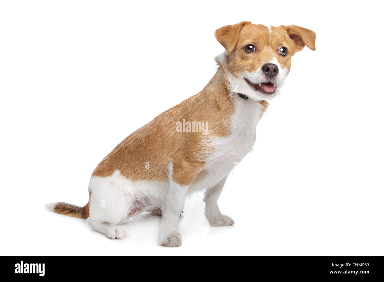 Razza cane davanti a uno sfondo bianco Foto Stock