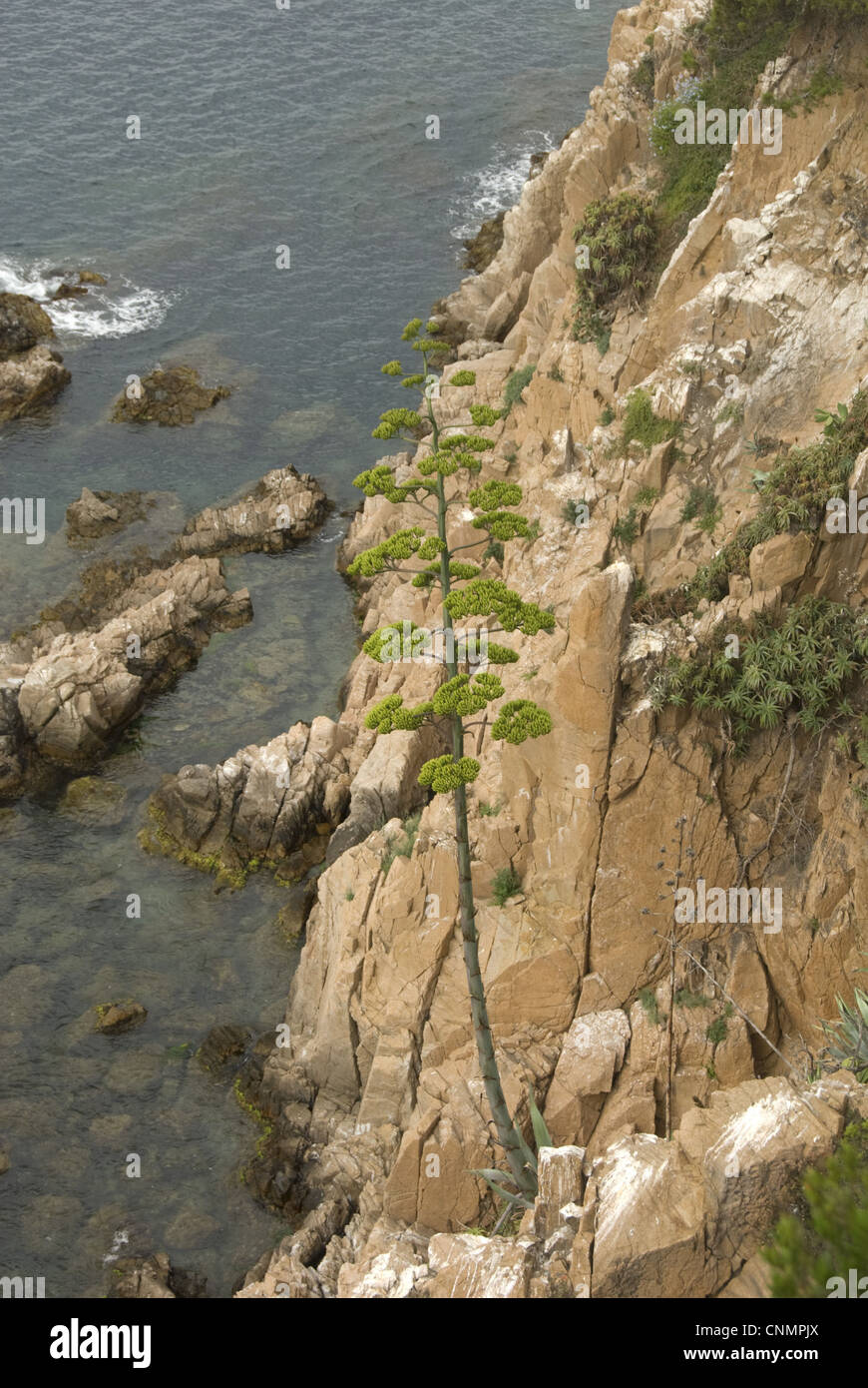 Impianto di secolo Agave americana specie introdotte giardino escapee crescente sulla scogliera costiera Blanes Costa Brava Catalogna Spagna luglio Foto Stock