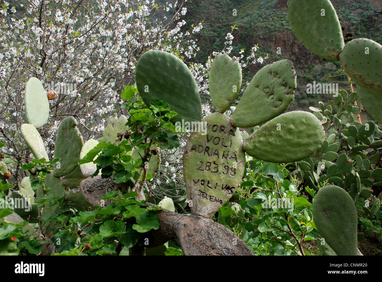 Indian fig Opuntia (Opuntia ficus-indica) specie introdotte, graffiti incisi in pastiglie, Gran Canaria, Isole Canarie, gennaio Foto Stock