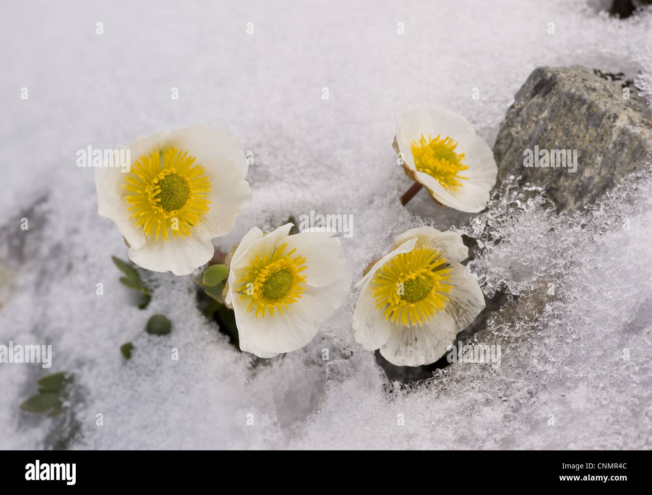 Il Ghiacciaio Crowfoot Ranunculus glacialis fioritura fuoriuscendo attraverso la neve in alta quota c 3000m alpi svizzere Svizzera giugno Foto Stock