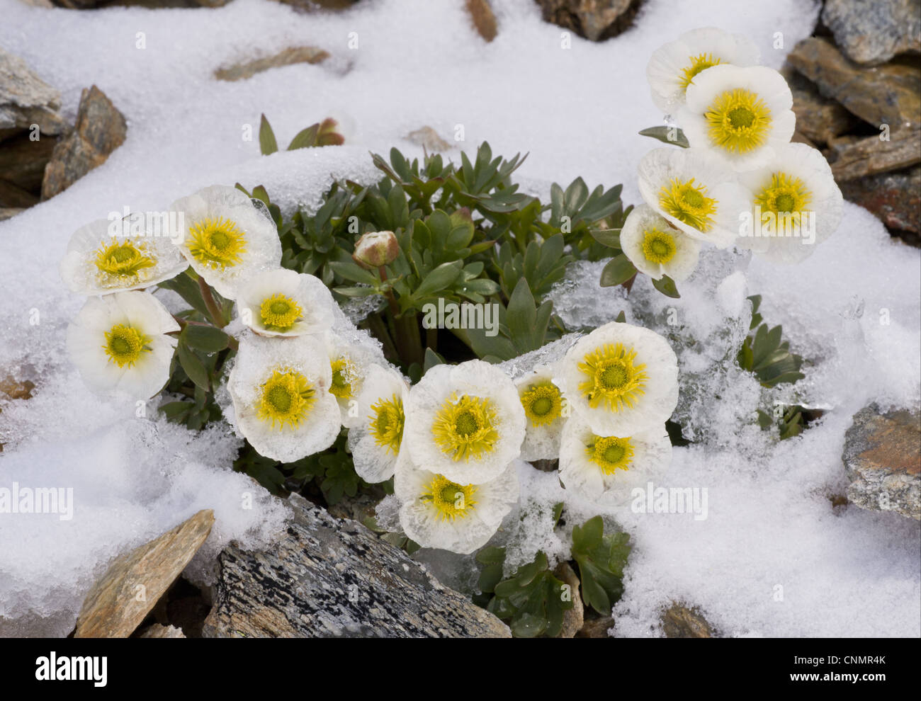 Il Ghiacciaio Crowfoot Ranunculus glacialis fioritura fuoriuscendo attraverso la neve in alta quota c 3000m alpi svizzere Svizzera giugno Foto Stock