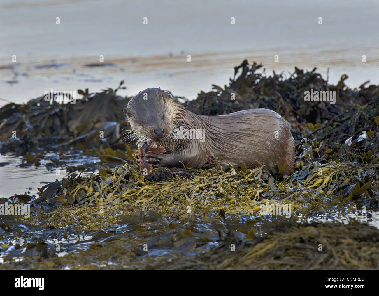 Lontra europea Lutra lutra alimentazione adulto Padre Lasher Myoxocephalus scorpione alghe stretto costiere Islay Suono interno di Islay Foto Stock