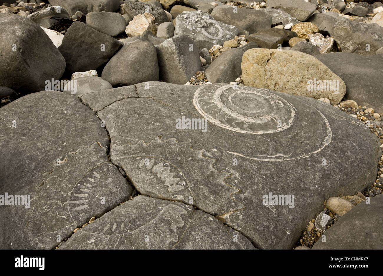 Ammonita fossili esposti nella roccia sulla spiaggia, vicino al Lyme Regis, Jurassic Coast Sito Patrimonio Mondiale, Dorset, Inghilterra, ottobre Foto Stock