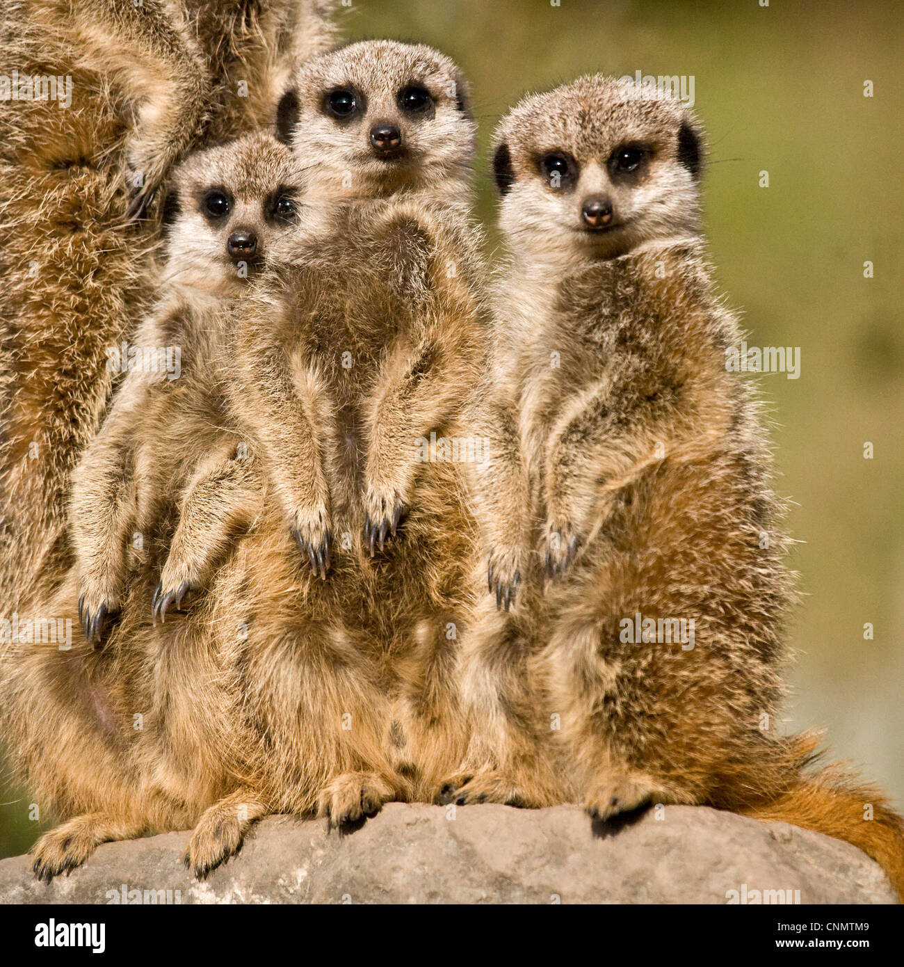 Famiglia di Meerkat Foto Stock