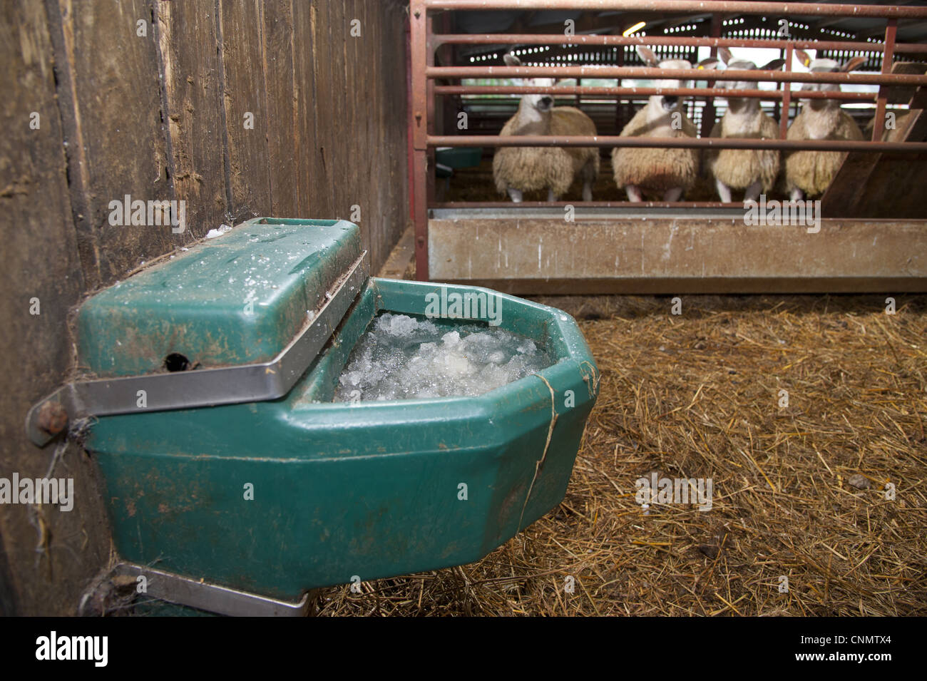 Acqua congelata bevitore in fattoria, con pecore in background, Chipping, Lancashire, Inghilterra, dicembre Foto Stock