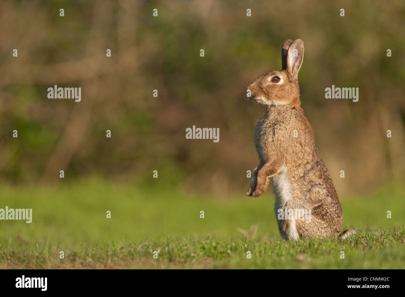 Coniglio europeo (oryctolagus cuniculus) adulto, allarme permanente sulla schiena gambe sui pascoli marsh, Norfolk, Inghilterra, luglio Foto Stock