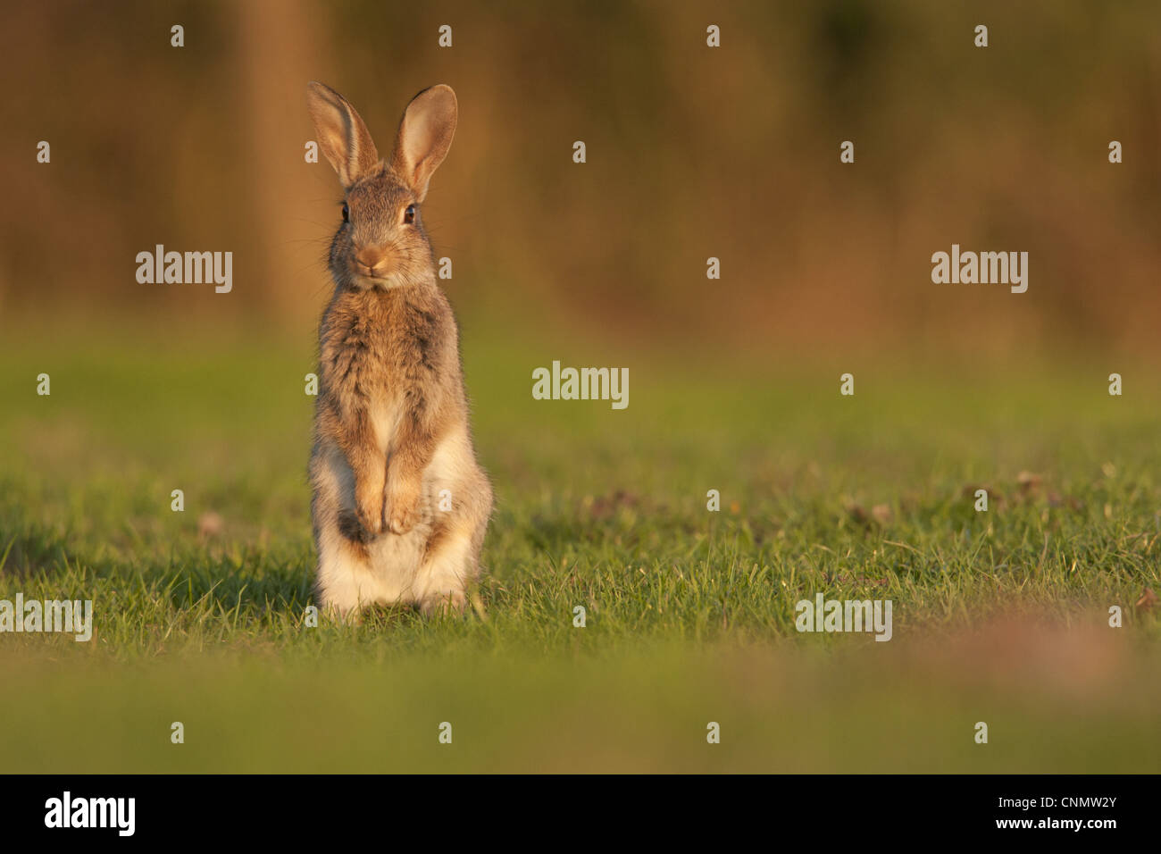 Coniglio europeo (oryctolagus cuniculus) giovani, allarme permanente sulla schiena gambe sui pascoli marsh, Norfolk, Inghilterra, luglio Foto Stock
