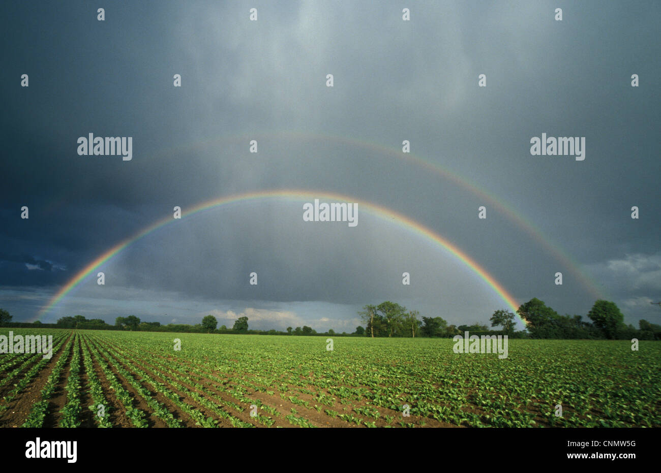 Arcobaleno Arcobaleno doppio su barbabietola da zucchero campo Foto Stock