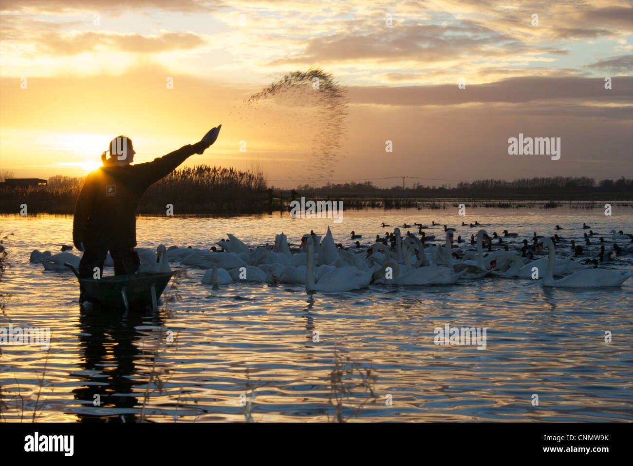 Alimentazione del cigno a WWT Welney, Norfolk Foto Stock