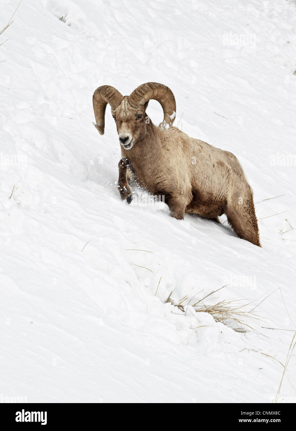 Bighorn Ovis canadensis maschio adulto camminando sul pendio lottando nella neve profonda Yellowstone Wyoming N.P U.S.A febbraio Foto Stock