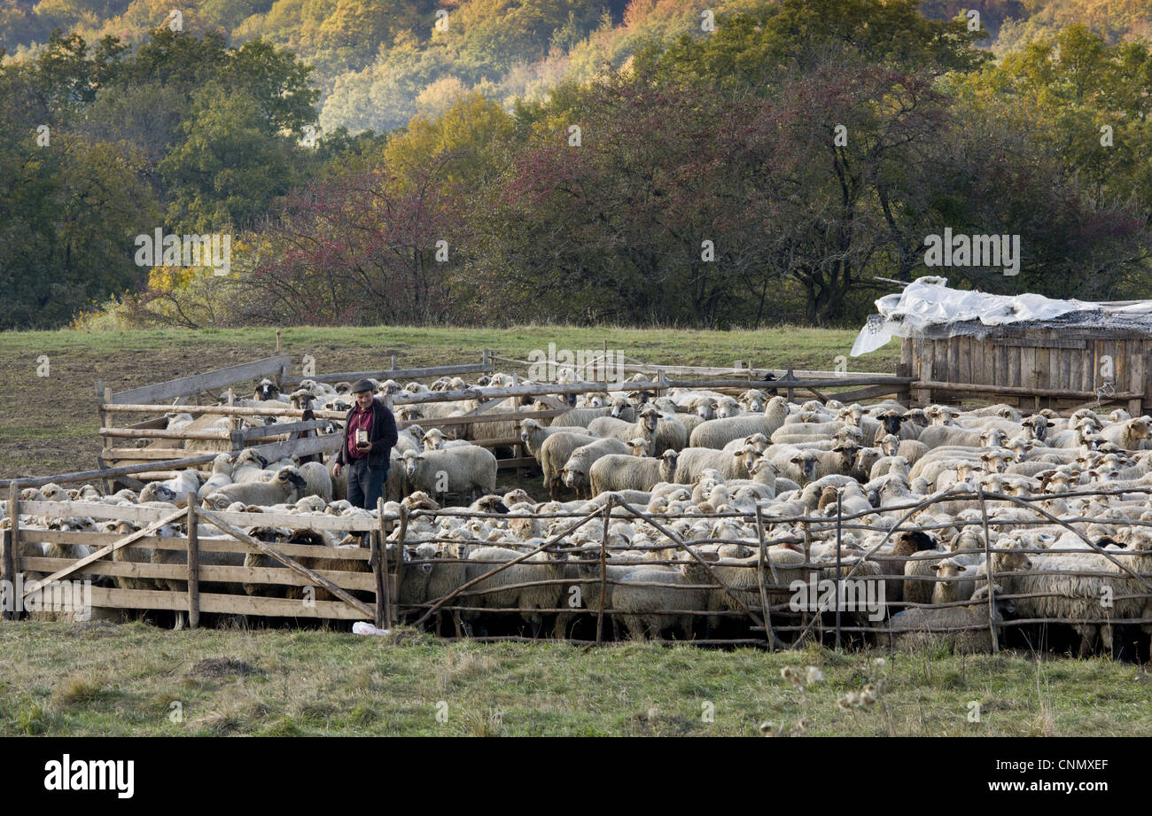 Ovini domestici gregge comunale essendo marcato da pastore a tradizionale ovile vicino Saschiz Transilvania Romania ottobre Foto Stock