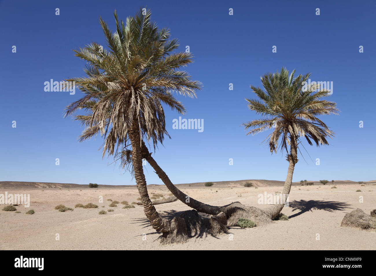 Oasi del deserto con palme, Sahara, Marocco, può Foto stock Alamy