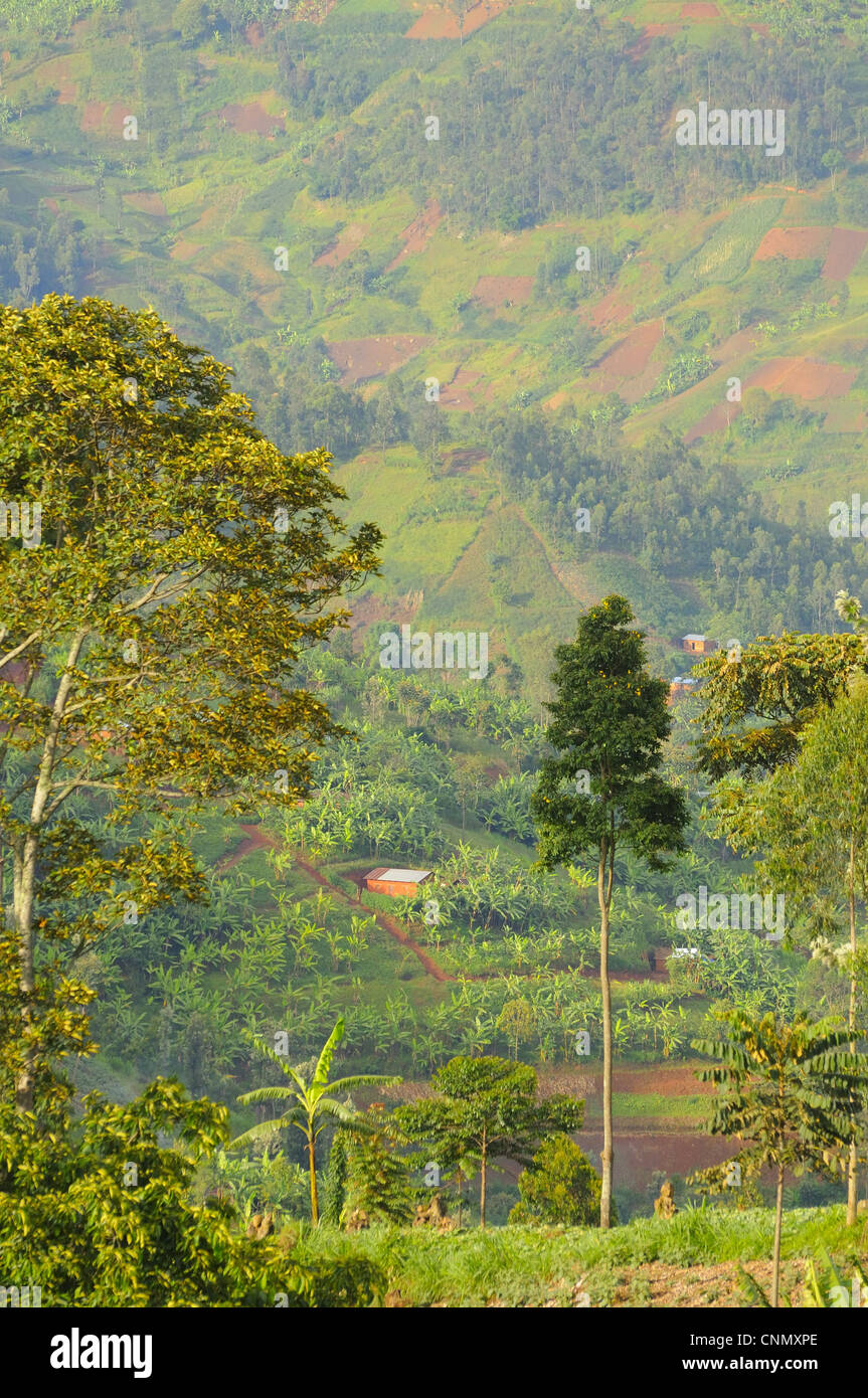 Colline coltivate a bordo della foresta di Nyungwe N.P., Ruanda, marzo Foto Stock