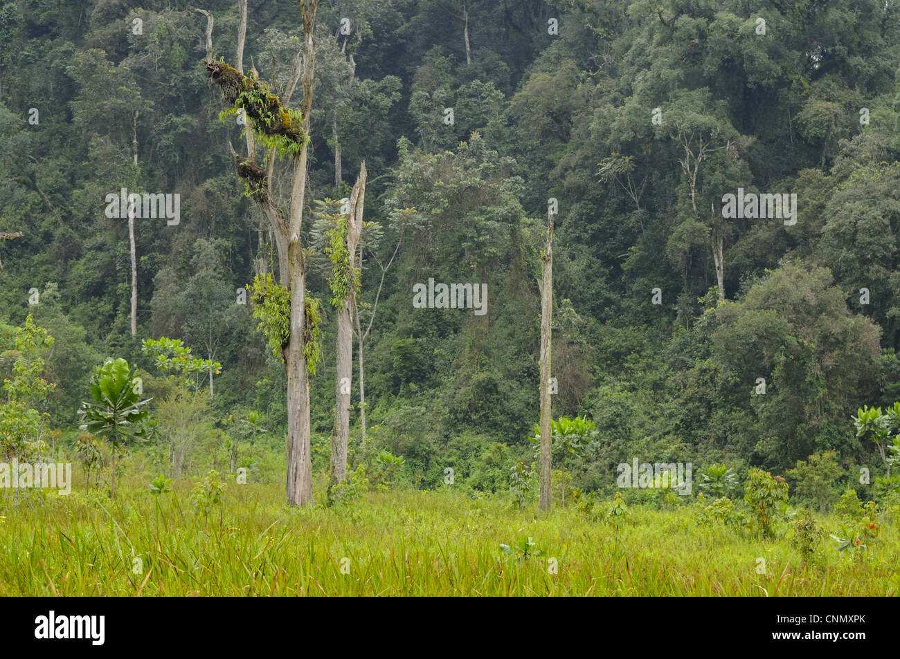 Bordo di tropicali Foreste montane habitat, Kamiranzovu palude foresta di Nyungwe N.P., Ruanda, marzo Foto Stock