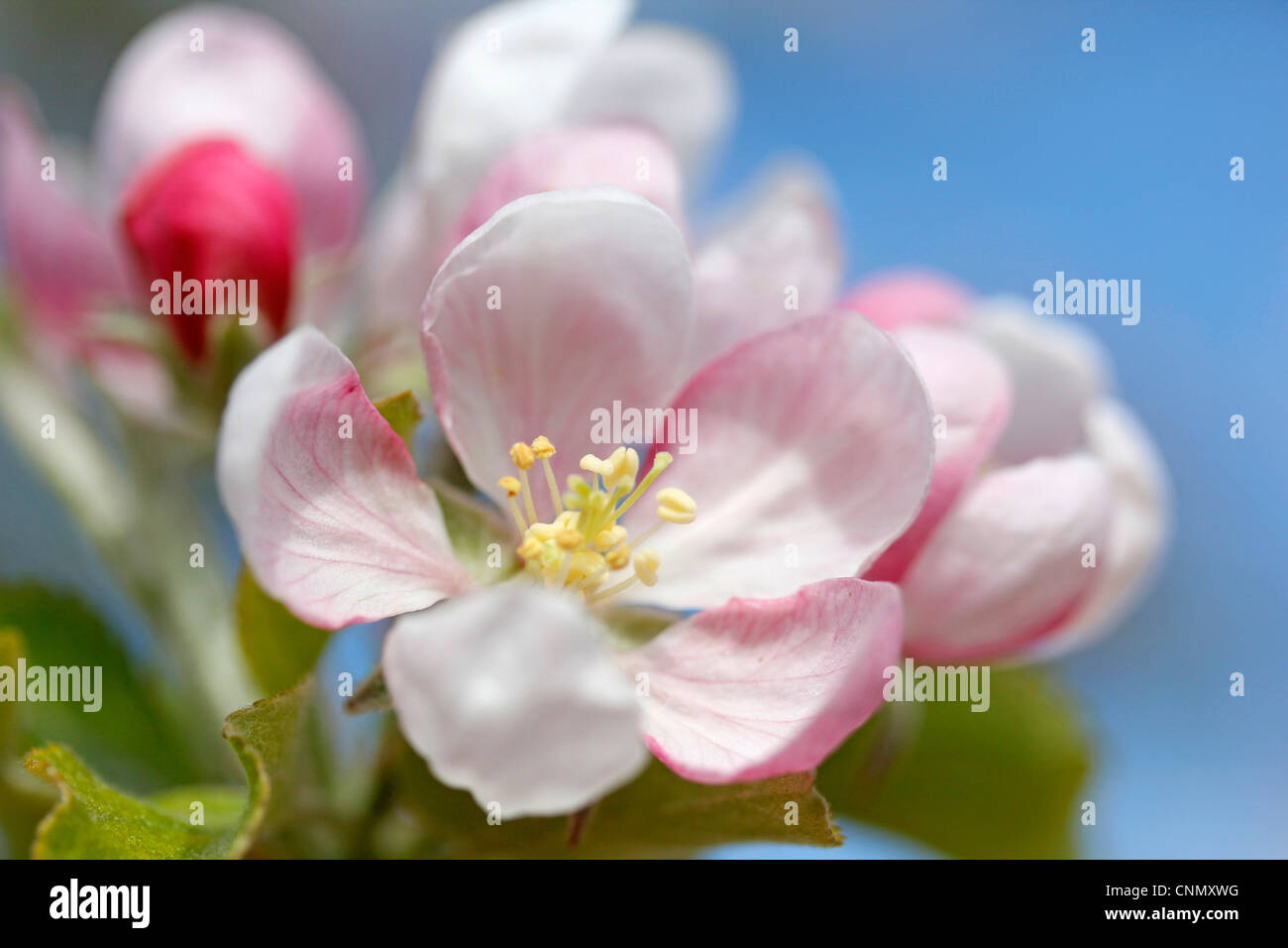 Meli in fiore. Foto Stock